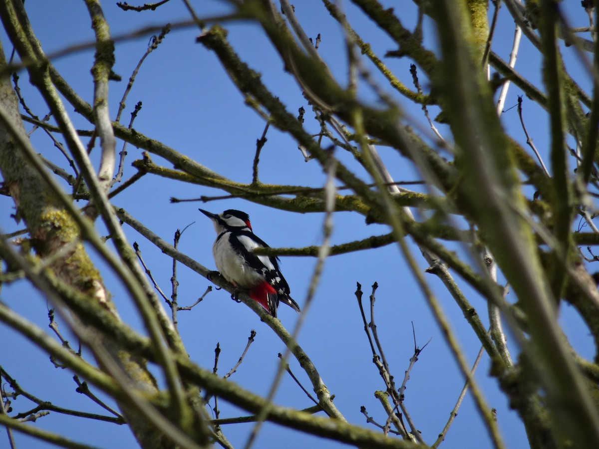 Great Spotted Woodpecker - Léo-Paul Godderis 🦜