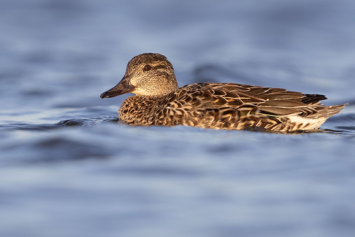 Green-winged Teal - ML615497269