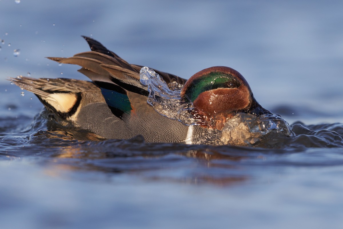 Green-winged Teal - ML615497271