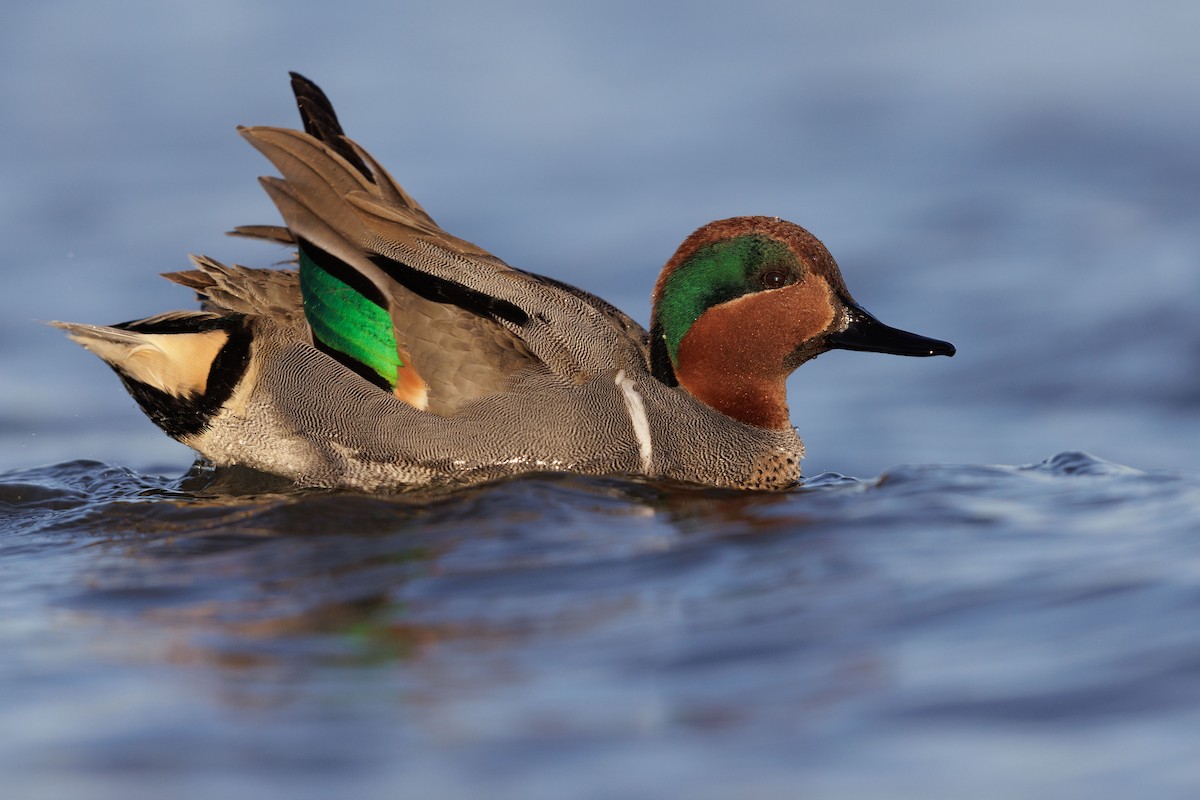 Green-winged Teal - ML615497272