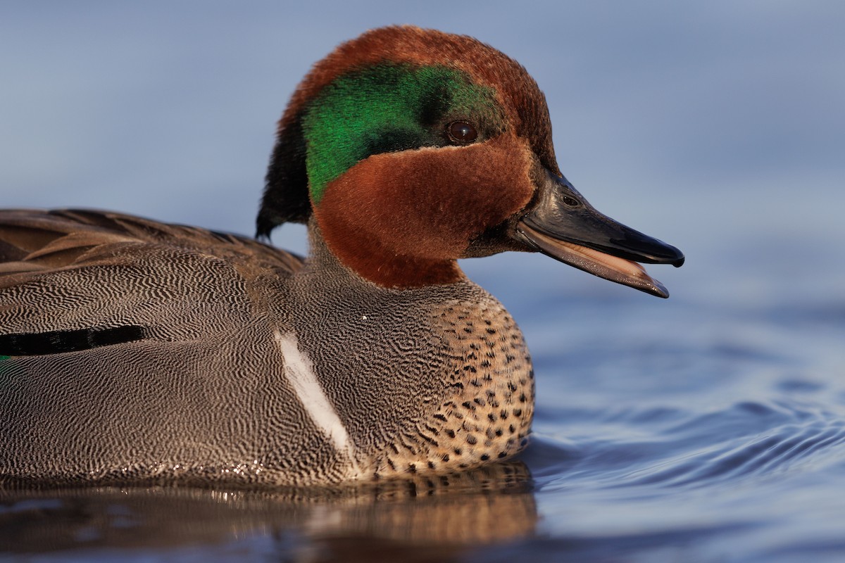 Green-winged Teal - ML615497273