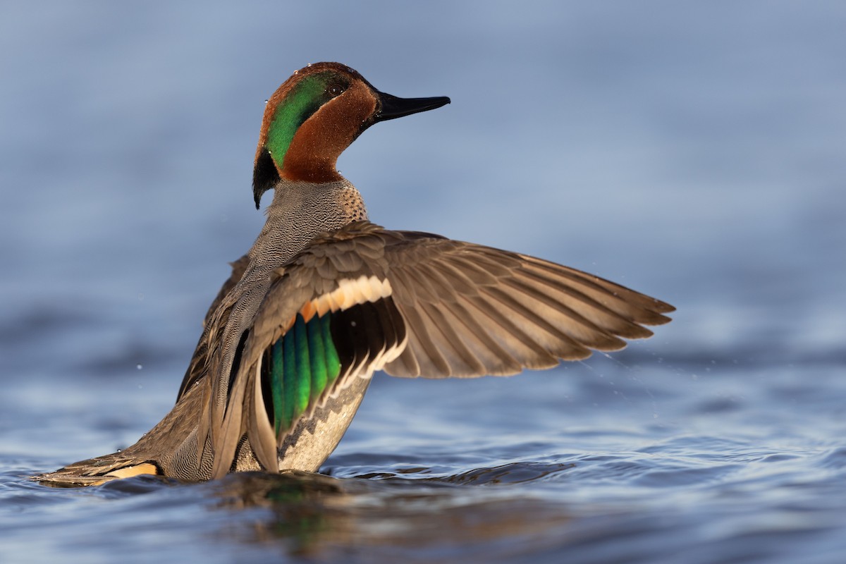 Green-winged Teal - ML615497274