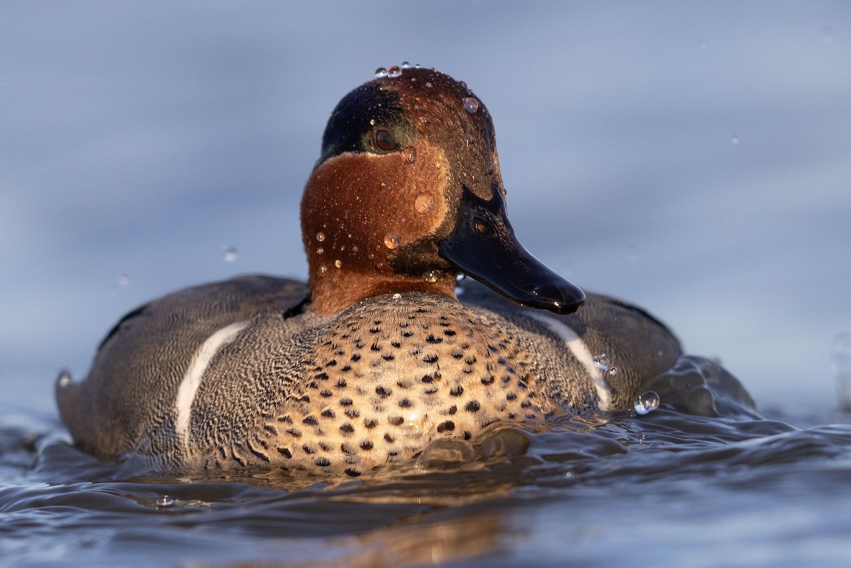 Green-winged Teal - ML615497275