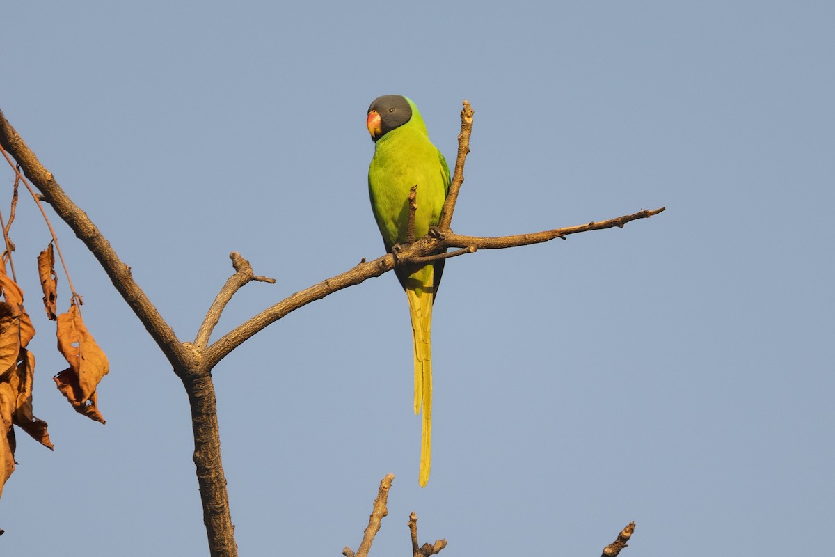 Гималайский кольчатый попугай - ML615497771