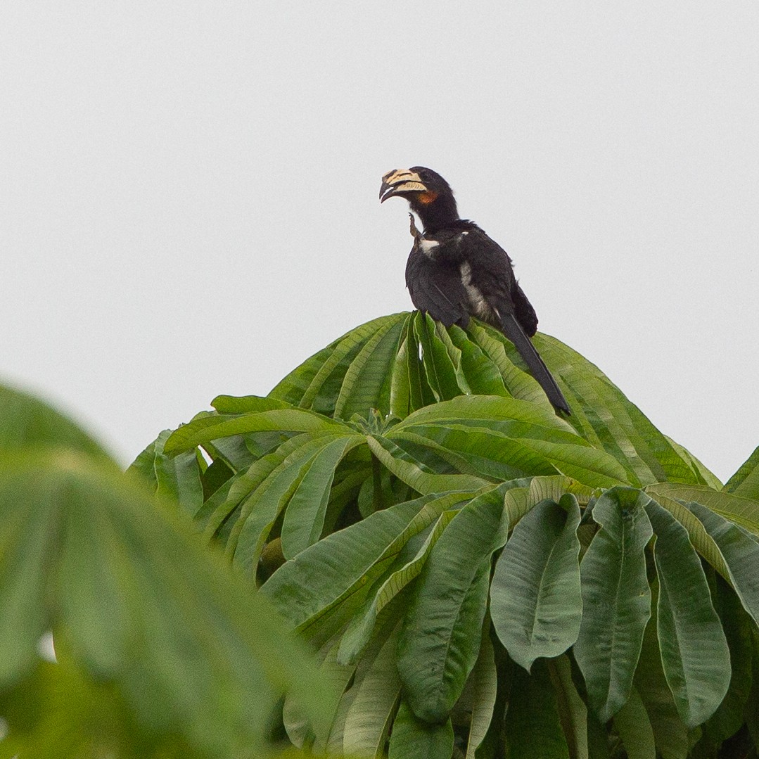 Congo Pied Hornbill - ML615498087