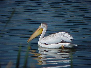 American White Pelican - Muskoka Bird Records Data