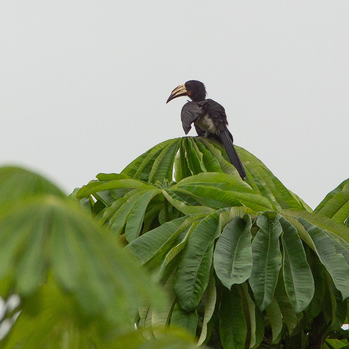 Congo Pied Hornbill - ML615498140
