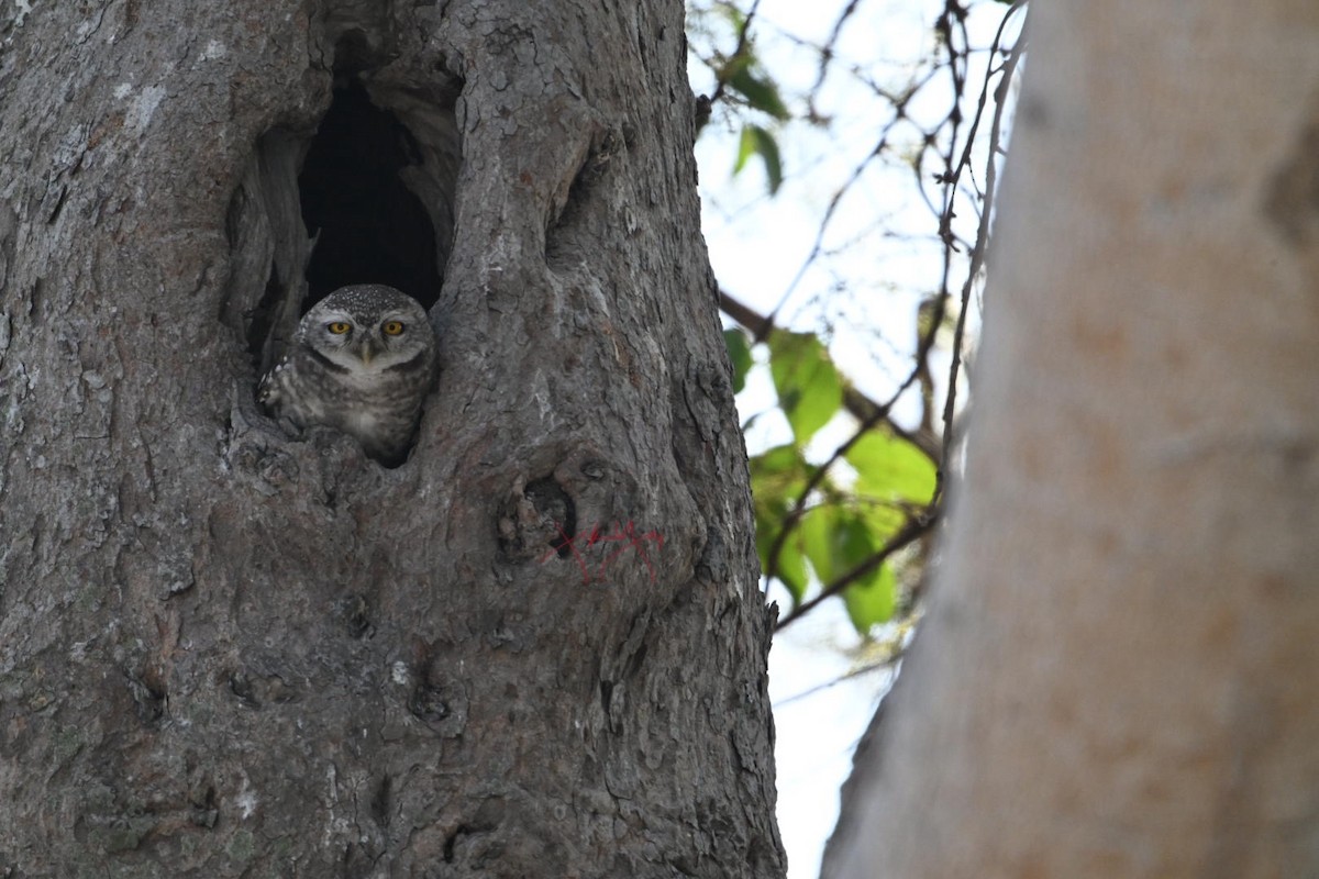 Spotted Owlet - ML615498148