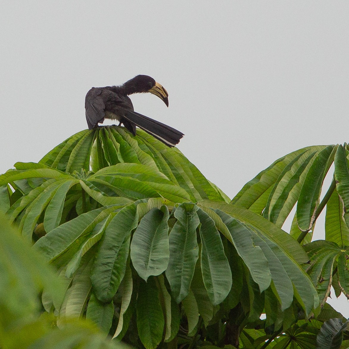 Congo Pied Hornbill - ML615498172