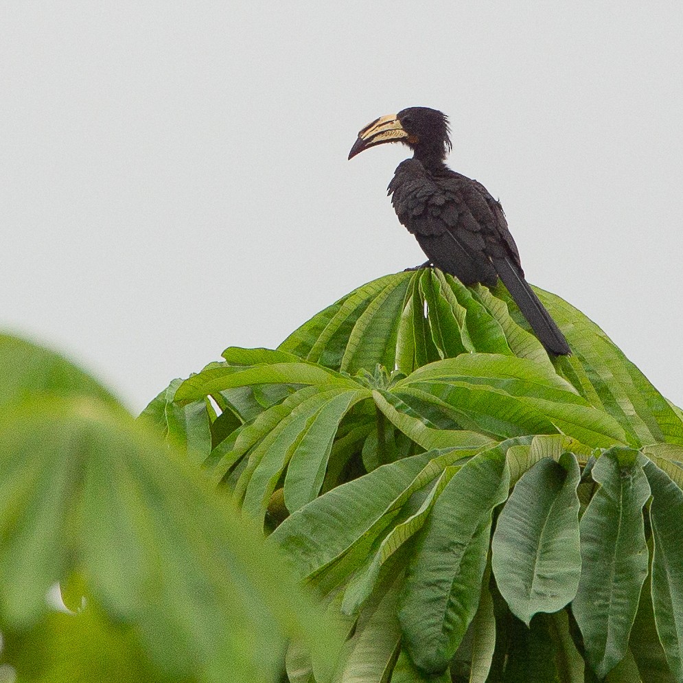 Congo Pied Hornbill - ML615498186