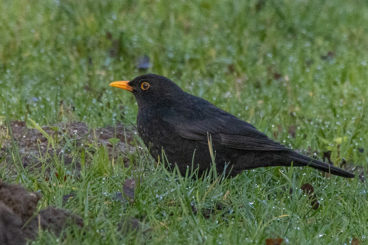 Eurasian Blackbird - ML615498231