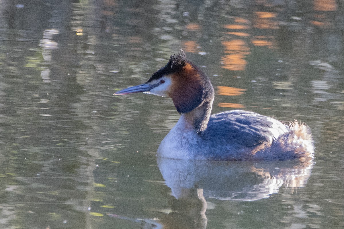 Great Crested Grebe - ML615498275