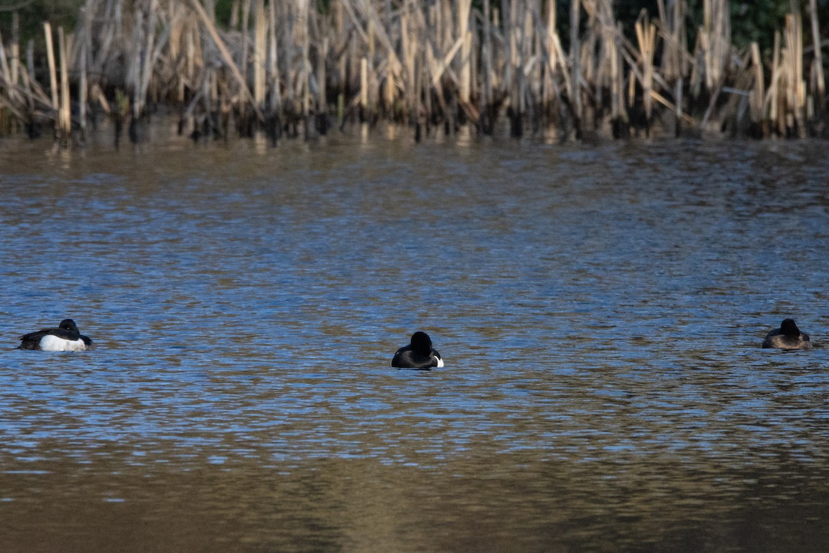 Tufted Duck - ML615498281