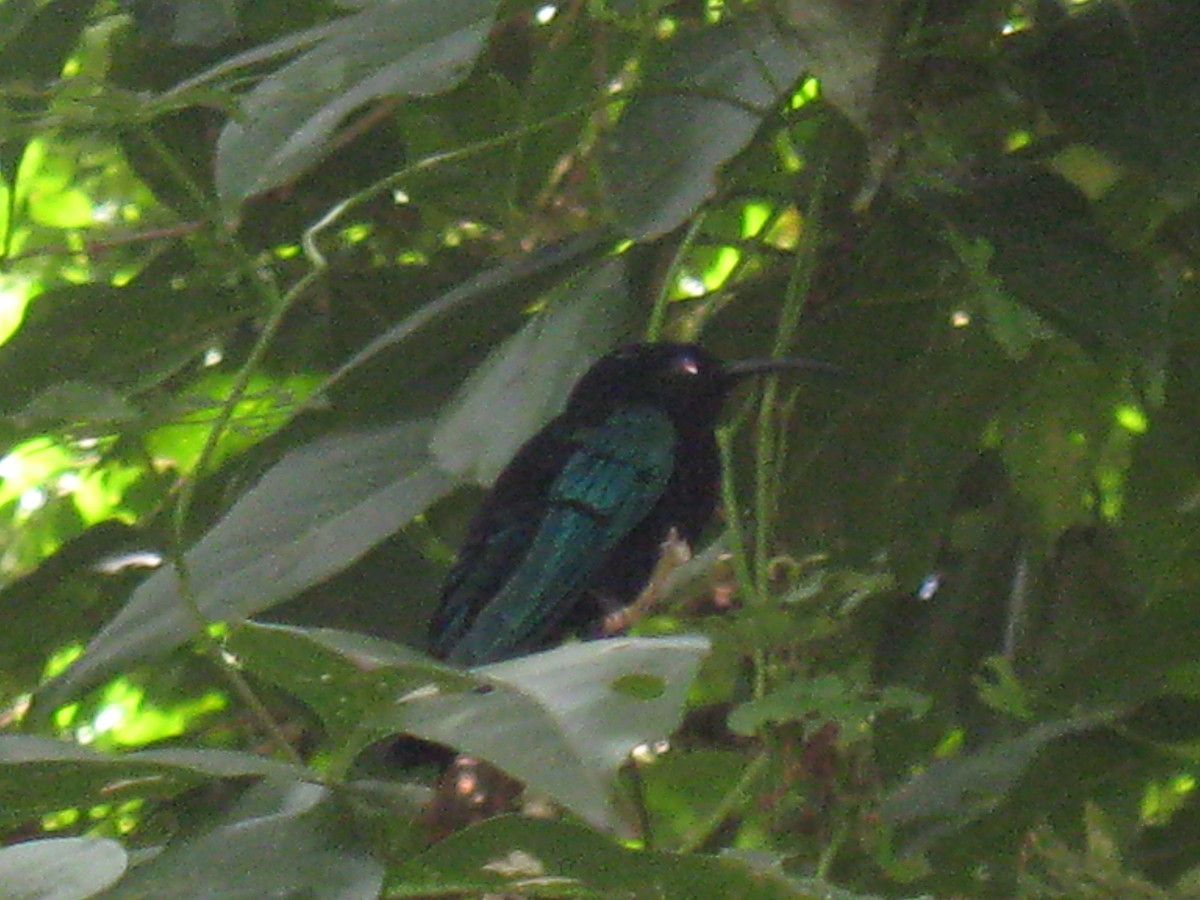 kolibřík nachovohrdlý - ML615498293