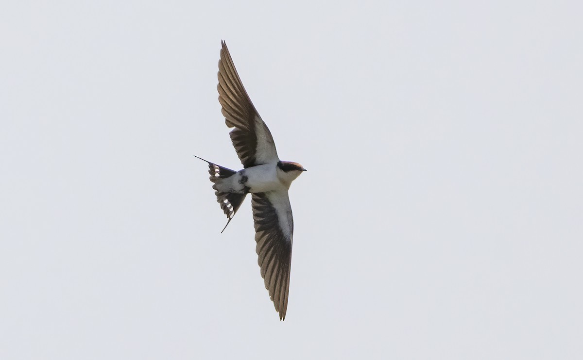 Wire-tailed Swallow - ML615498302