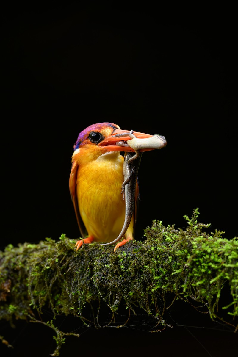 Black-backed Dwarf-Kingfisher - Sudhir Paul