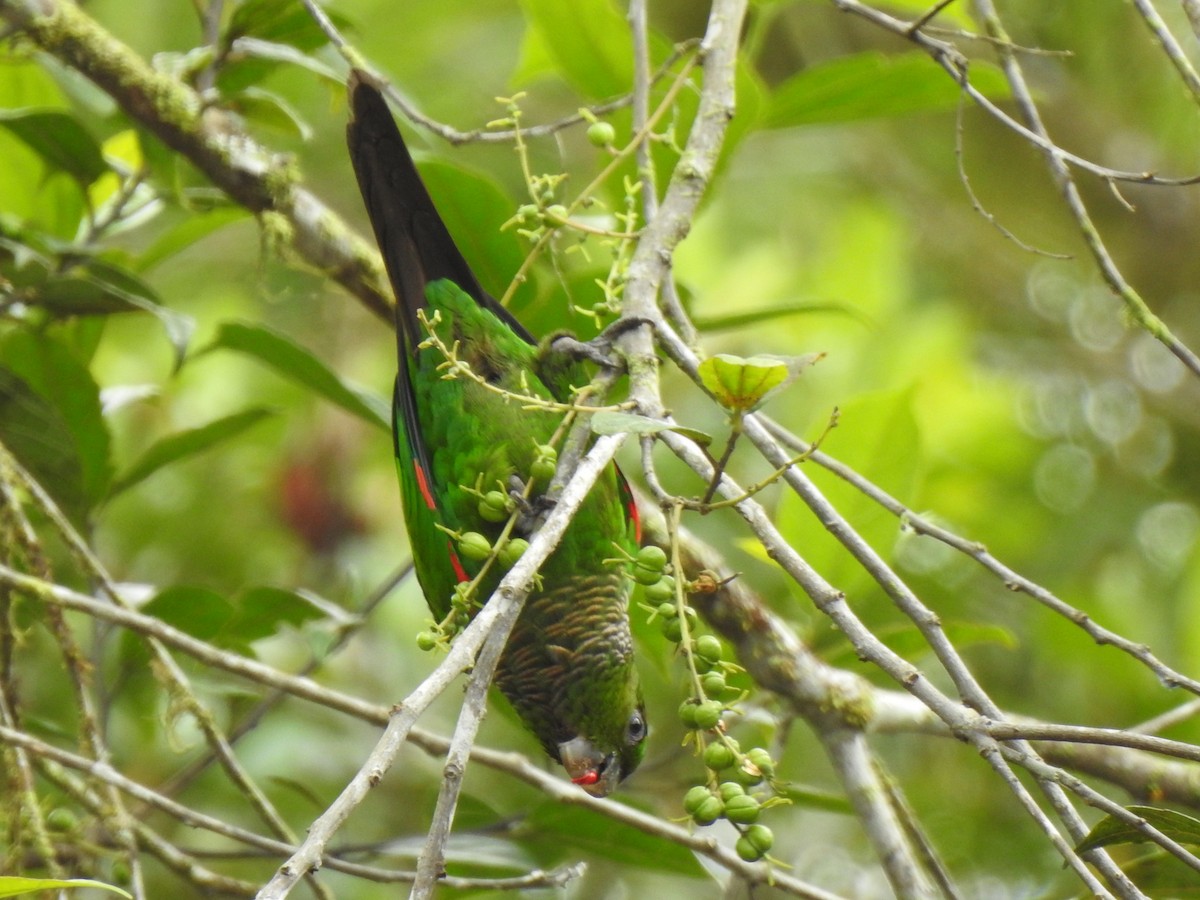 Maroon-tailed Parakeet - ML615498351