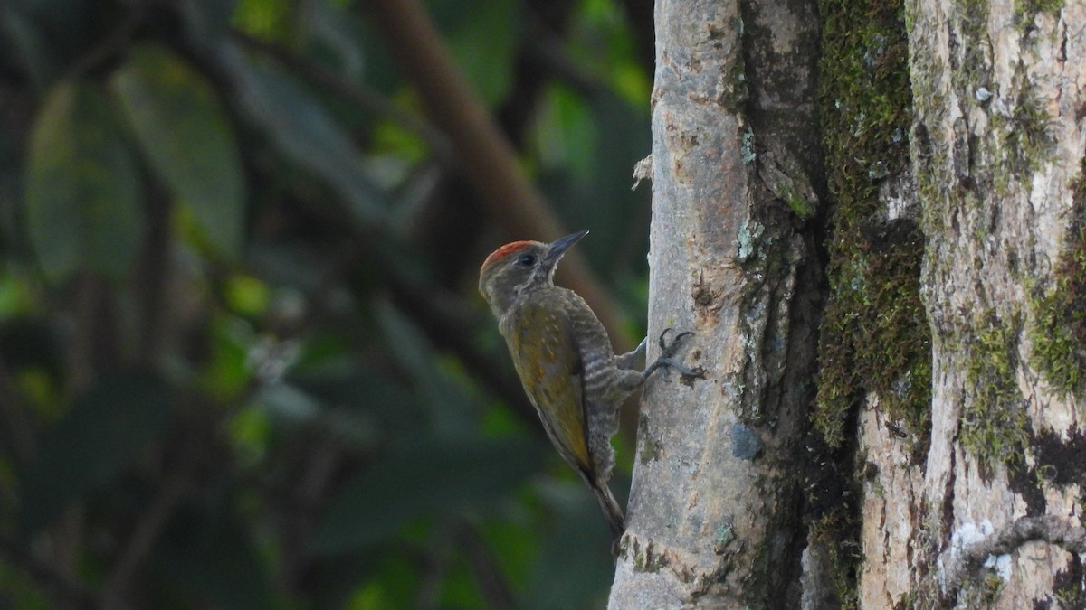Red-stained Woodpecker - Jorge Muñoz García   CAQUETA BIRDING