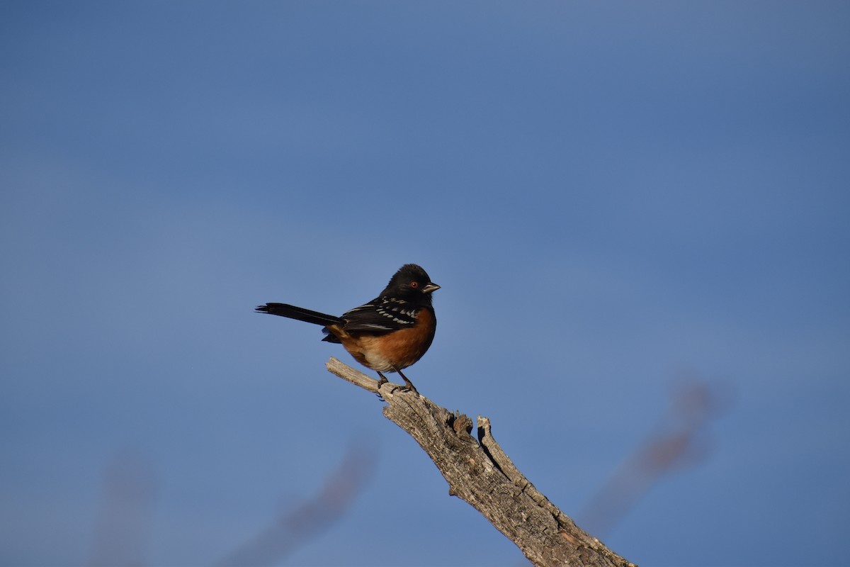 Spotted Towhee - ML615498463