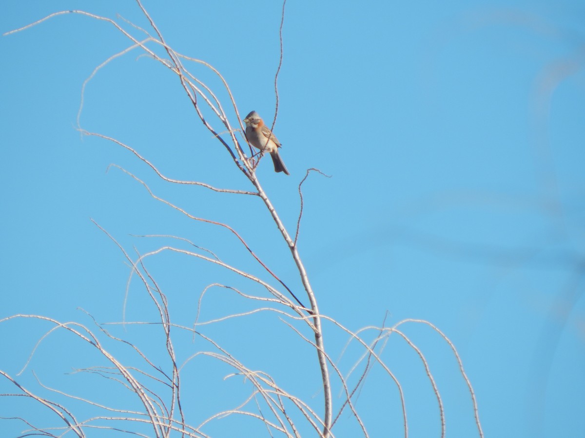 Rufous-collared Sparrow - Tiziano Luka