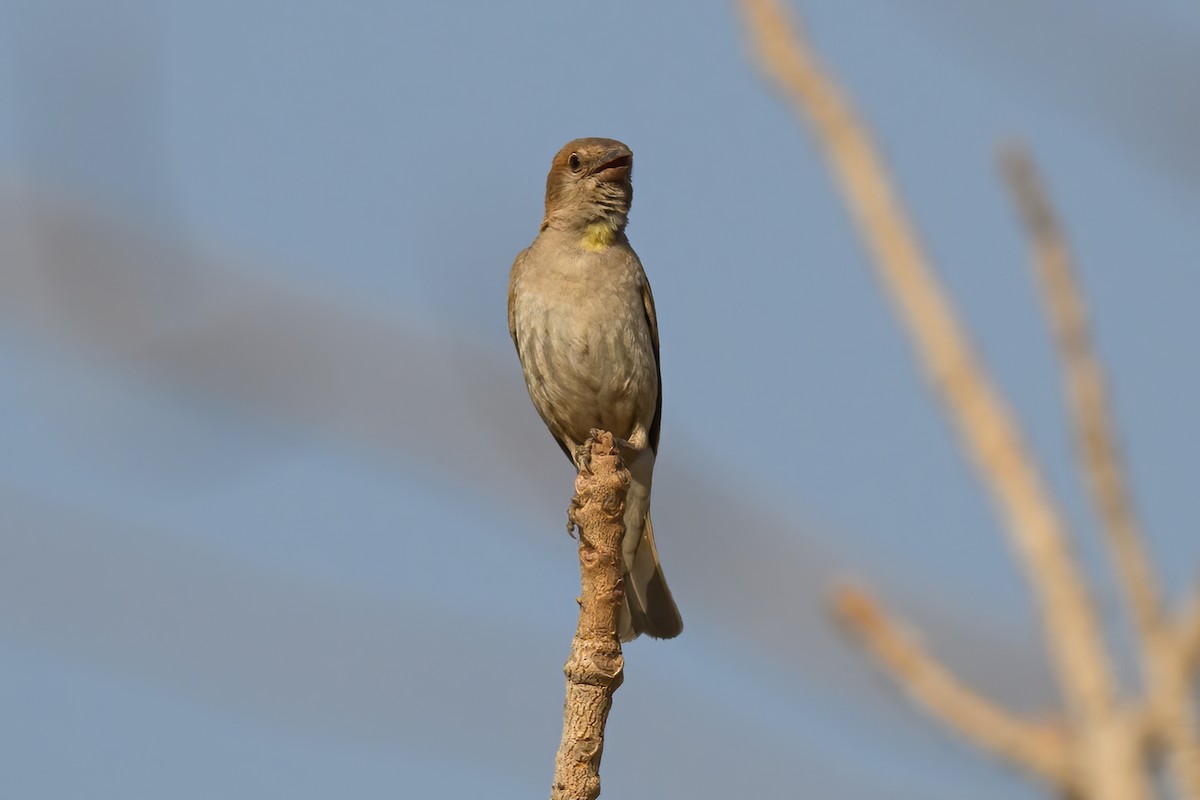 Sahel Bush Sparrow - ML615498731