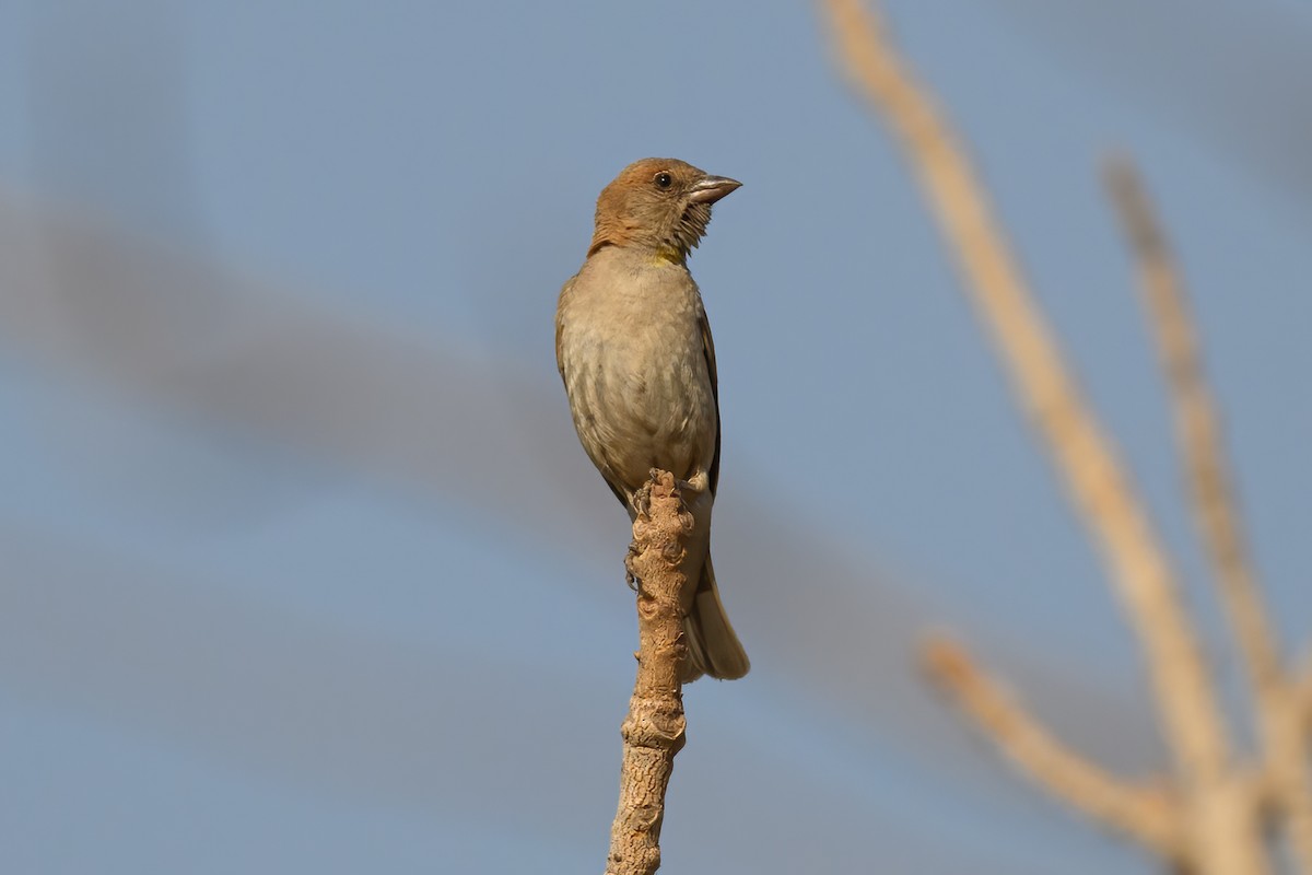 Sahel Bush Sparrow - ML615498734