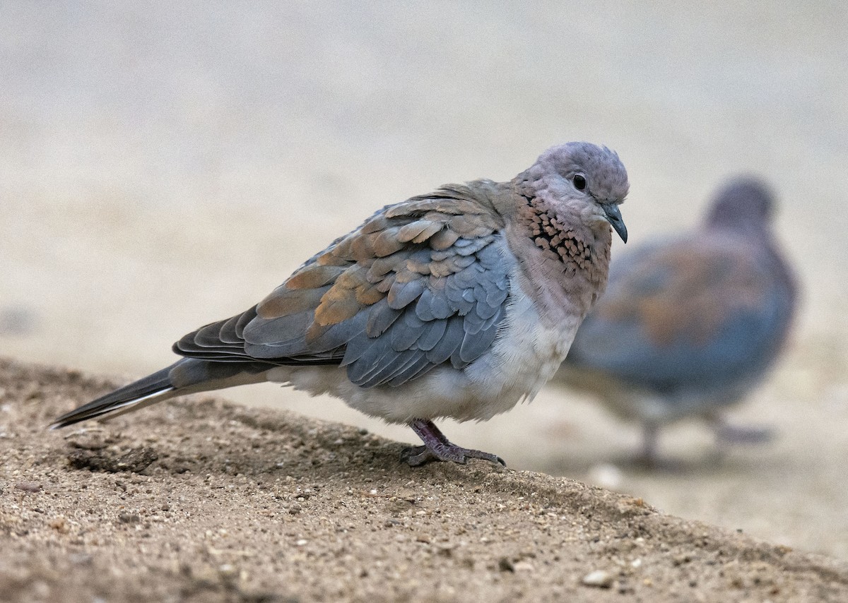 Laughing Dove - ML615498797
