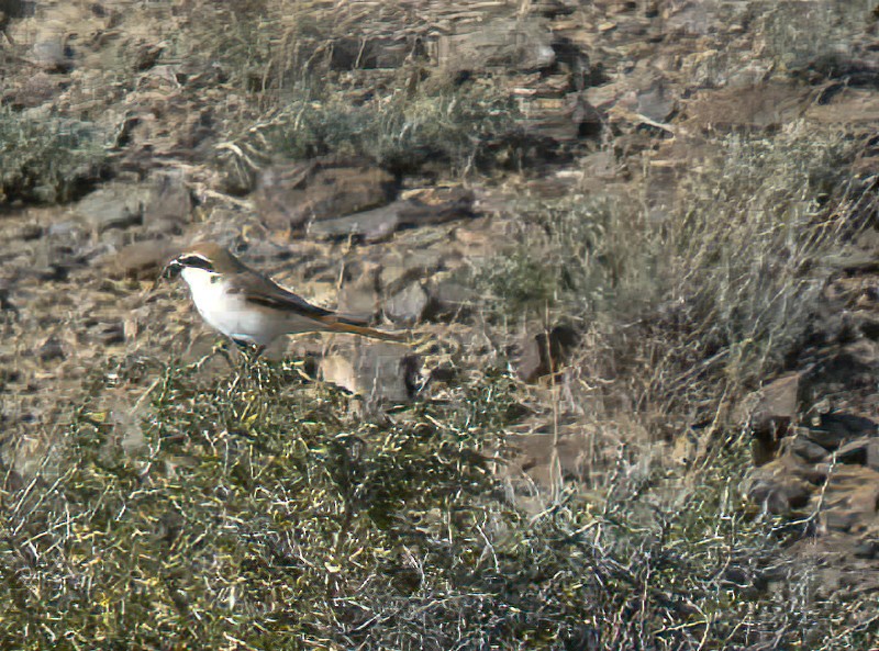Red-tailed Shrike - ML615498892