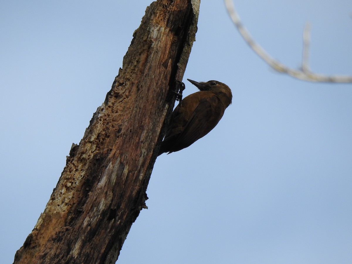 Olivaceous Piculet - ML615498900