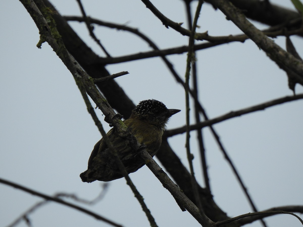 Olivaceous Piculet - ML615498901
