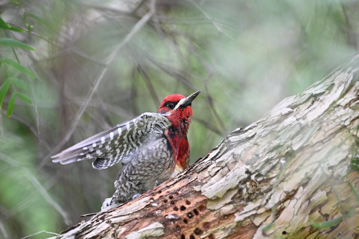 Red-breasted Sapsucker - ML615498929