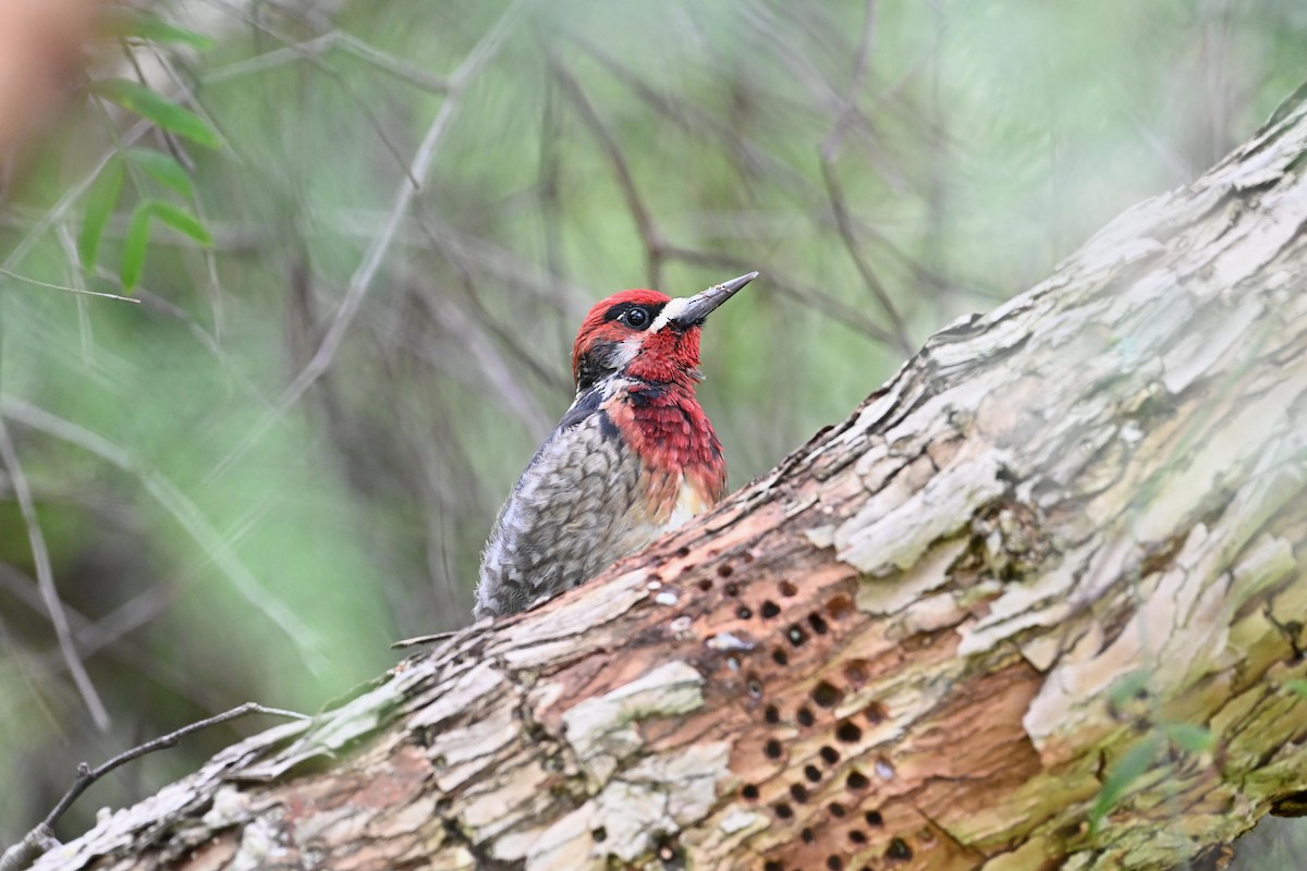 Red-breasted Sapsucker - ML615498931
