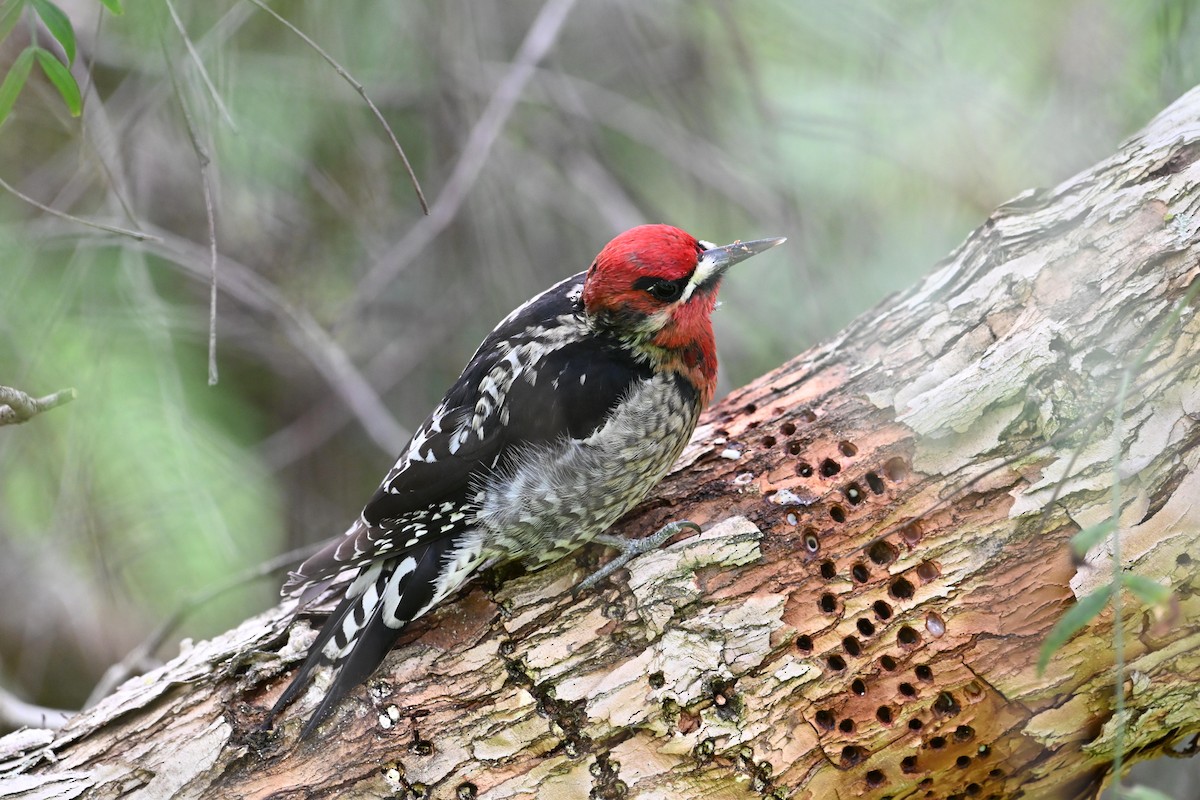 Red-breasted Sapsucker - ML615498934