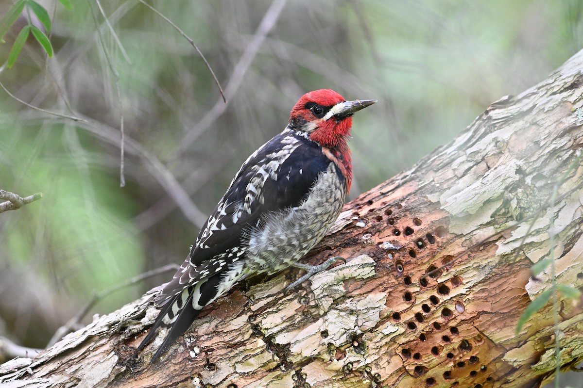 Red-breasted Sapsucker - ML615498936