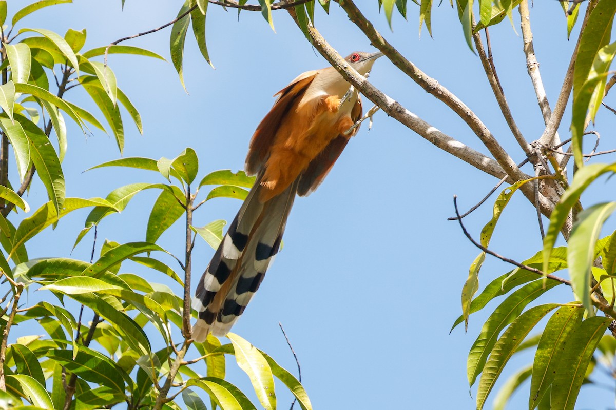 Great Lizard-Cuckoo (Cuban) - ML615498947
