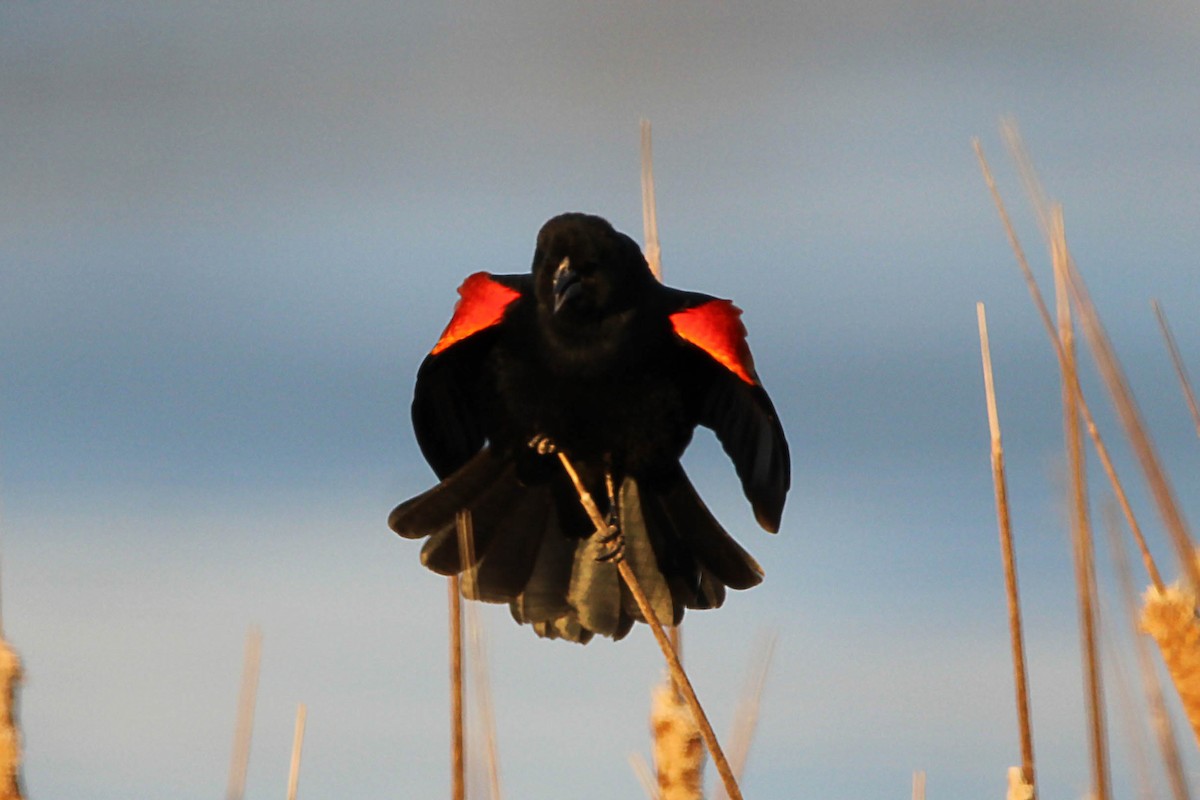 Red-winged Blackbird - ML615499026