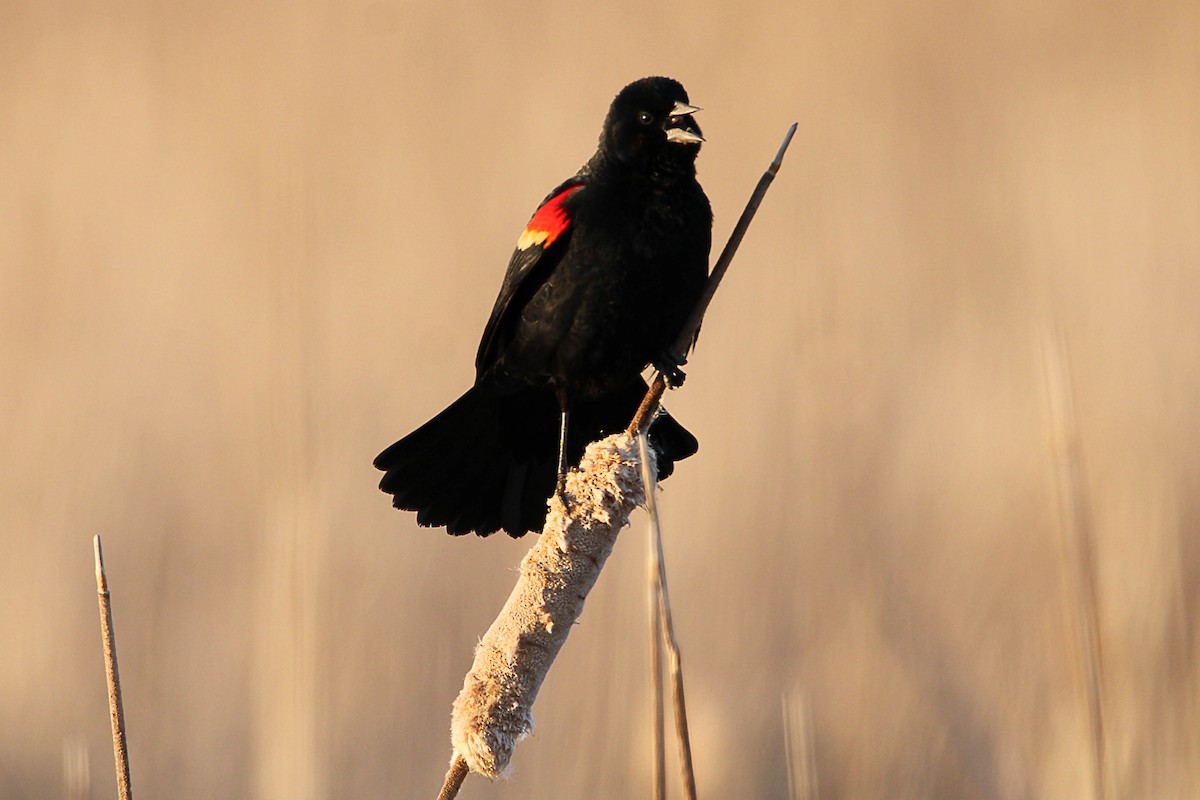 Red-winged Blackbird - ML615499028