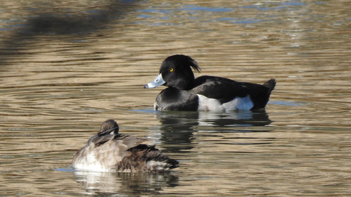 Tufted Duck - ML615499053