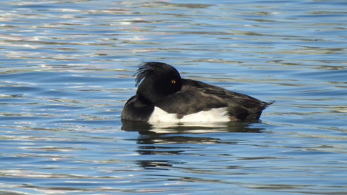 Tufted Duck - ML615499121