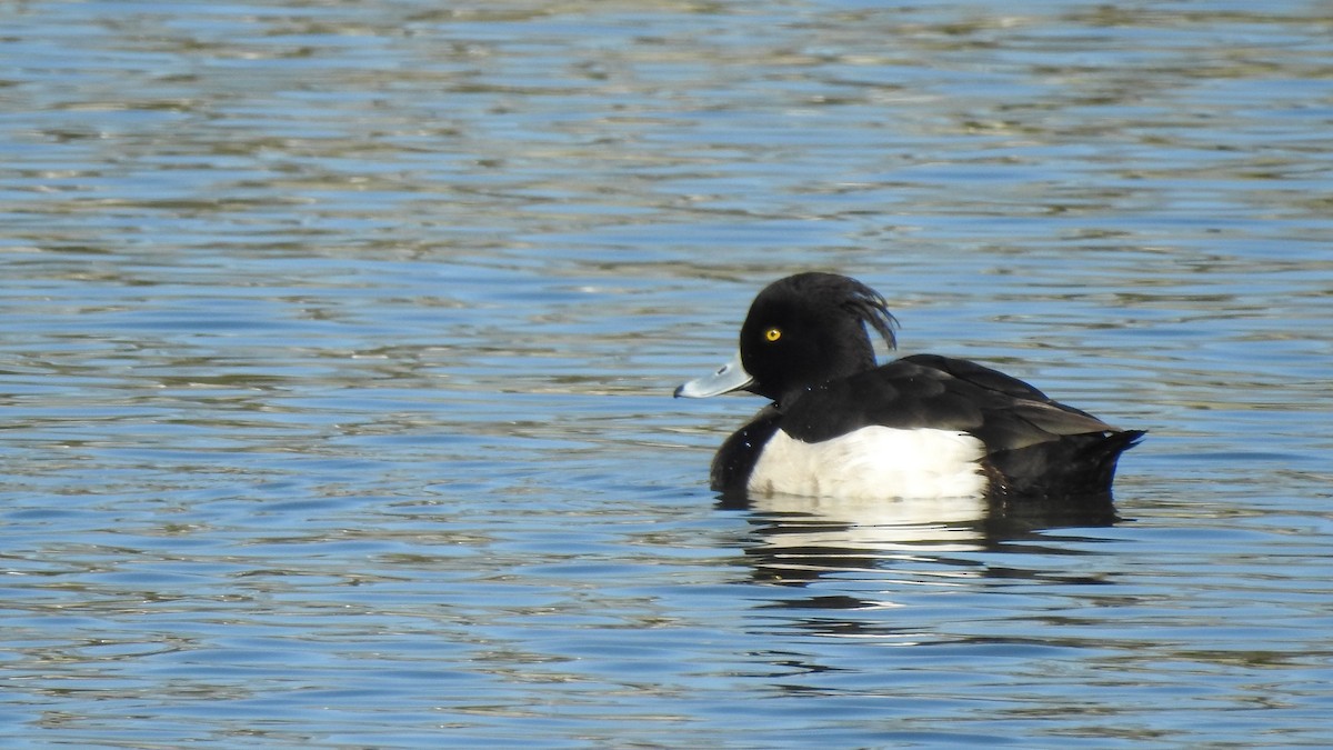 Tufted Duck - ML615499131