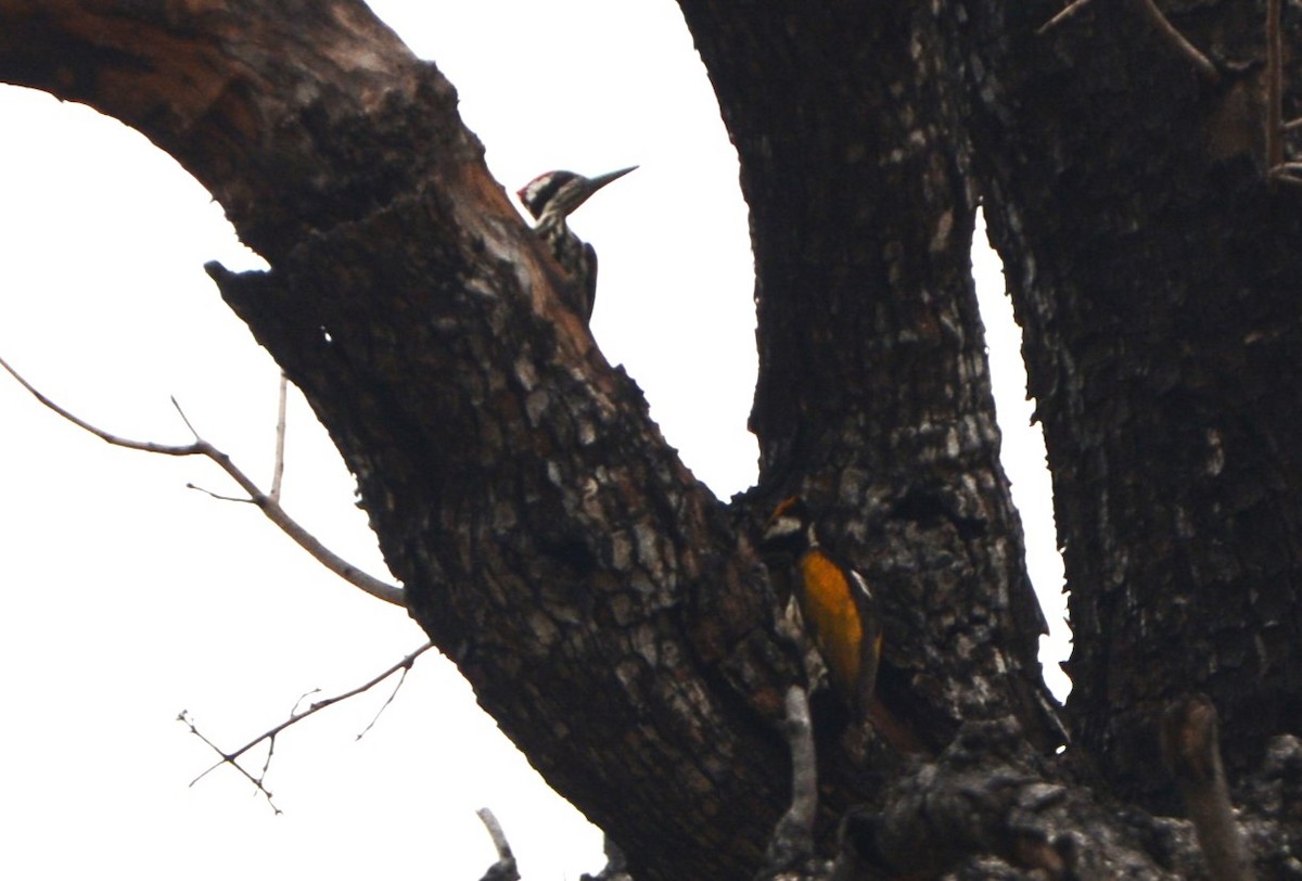 White-naped Woodpecker - Raju Kasambe