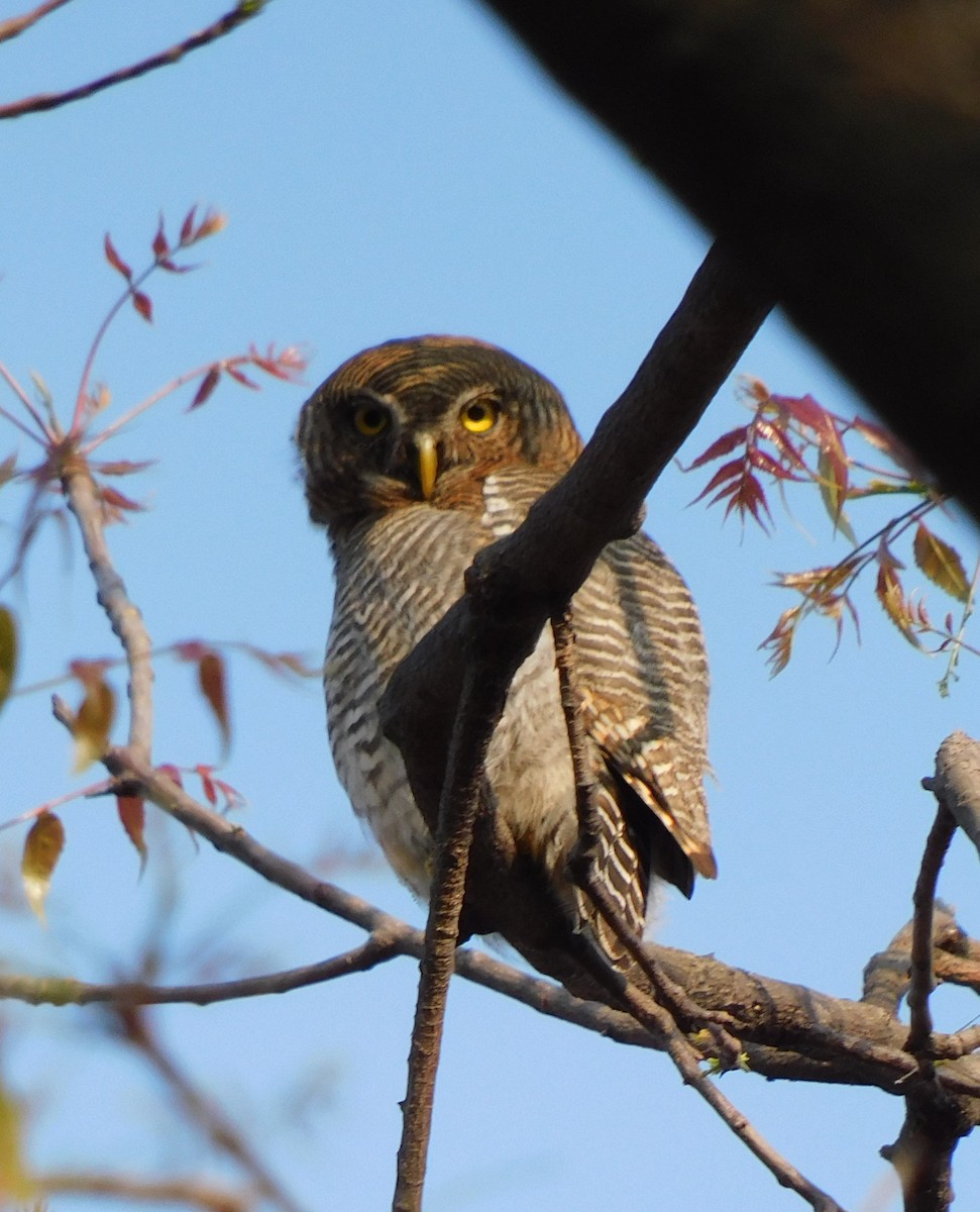 Jungle Owlet - Raju Kasambe