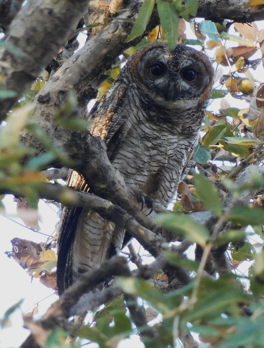 Mottled Wood-Owl - ML615499313