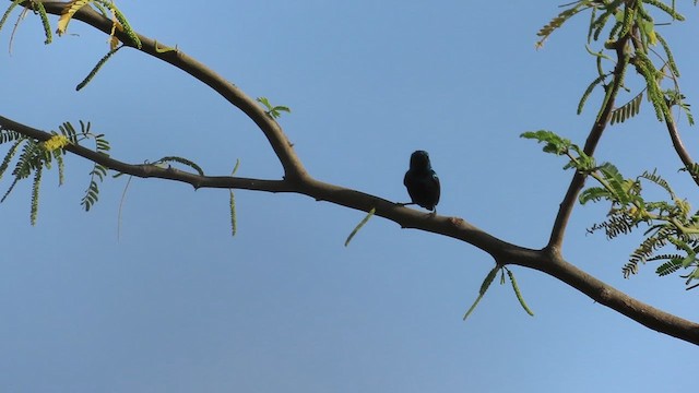 Purpurnektarvogel - ML615499353
