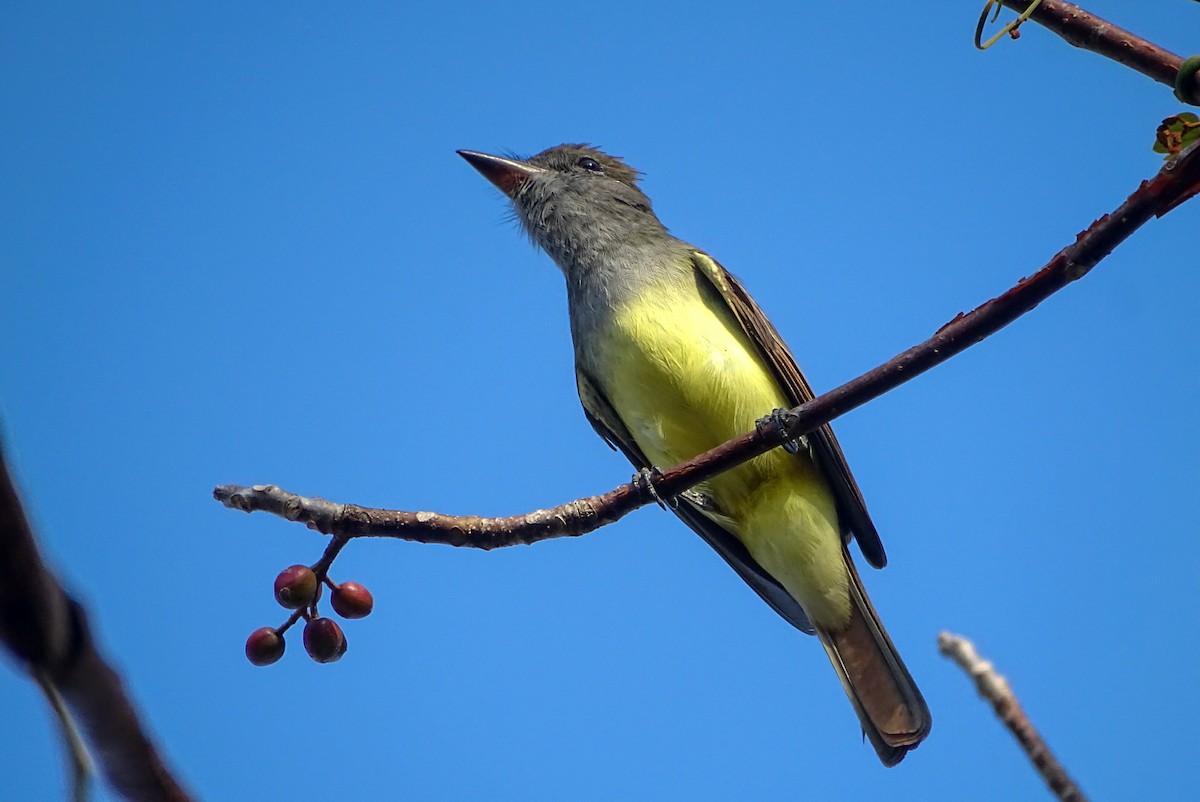 Great Crested Flycatcher - ML615499452