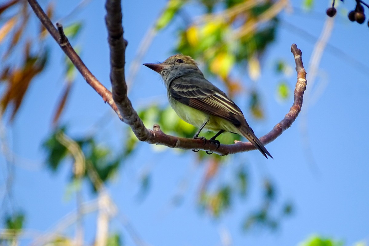 Great Crested Flycatcher - ML615499458