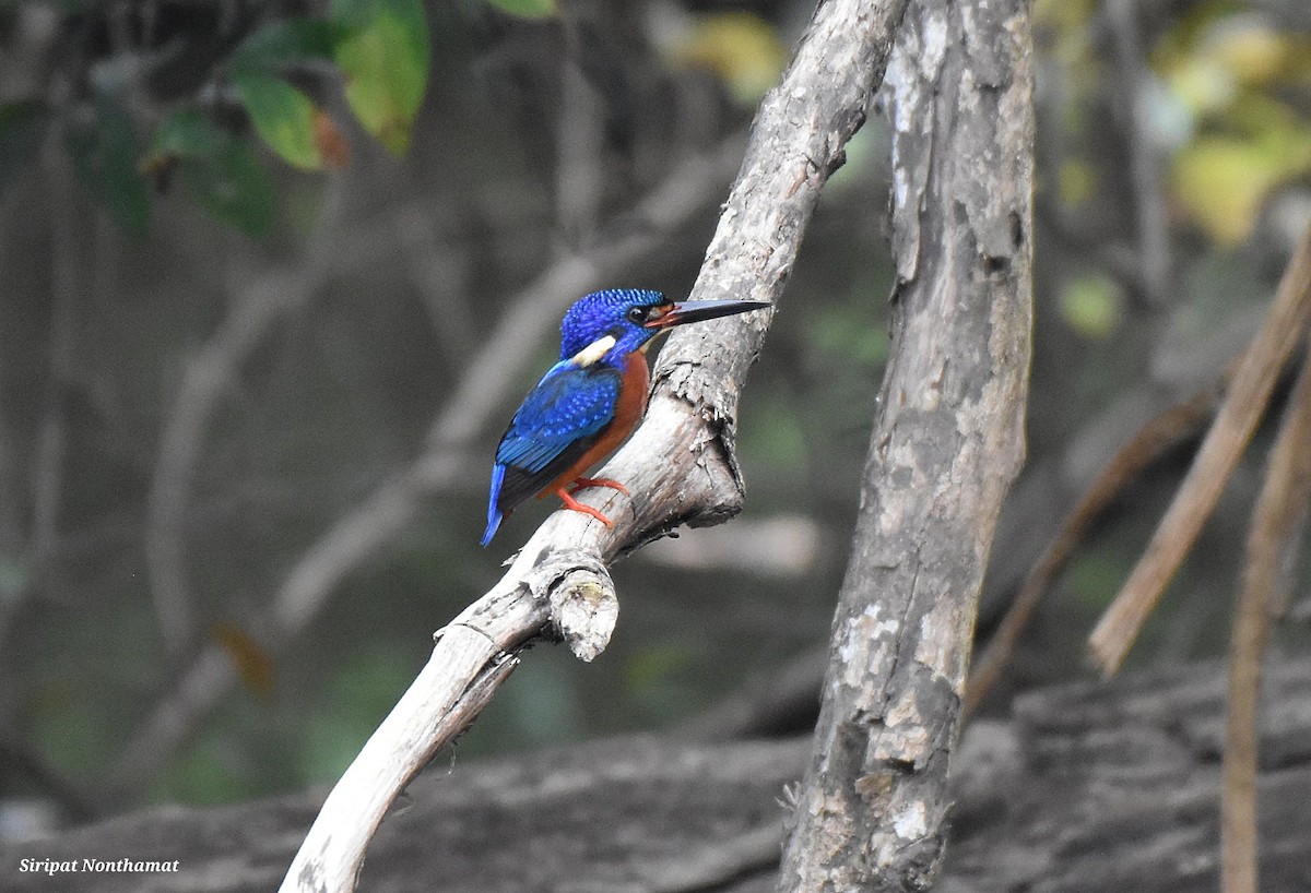 Blue-eared Kingfisher - Siripat Nonthamat