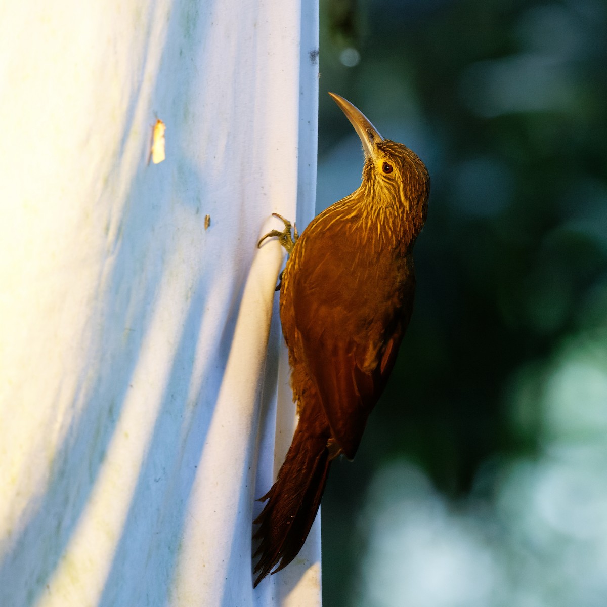 Strong-billed Woodcreeper - ML615499512