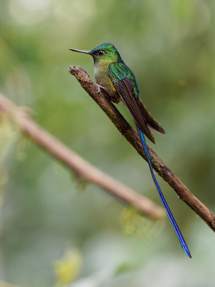 Violet-tailed Sylph - ML615499521