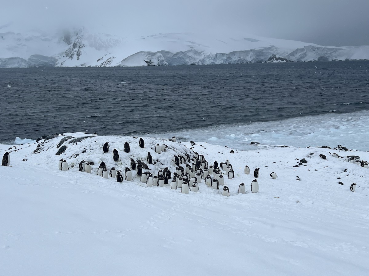tučňák oslí - ML615499547